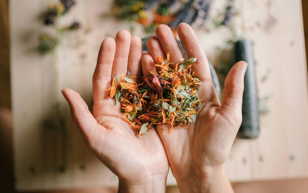 Les 5 piliers de la naturopathie expliqués simplement